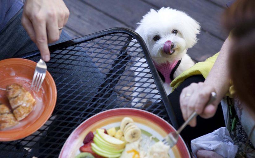 Lost-Dog-Cafe-5-825×510