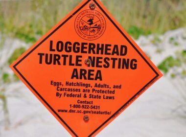 Folly Beach Turtles