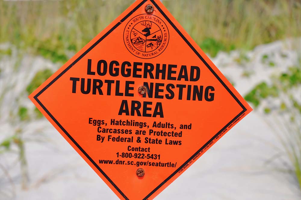 Folly Beach Turtles