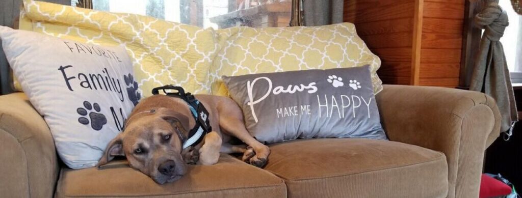 A dog relaxing on a pillow at dog-friendly Beachside Boutique Inn